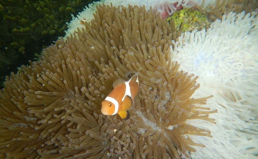 Dok Galang Bahari/Clownfish atau Ikan Nemo.