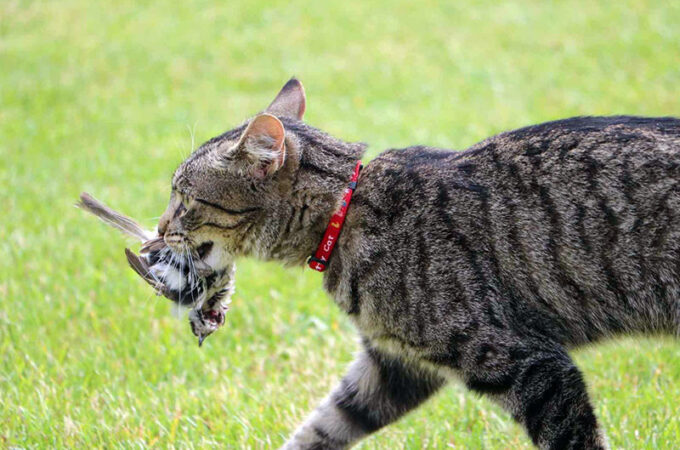 Cara Mengusir Kucing Liar yang Hobi Membawa “Bingkisan”